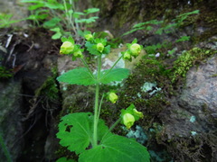 Scrophularia vernalis