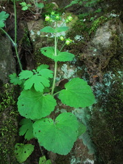 Scrophularia vernalis