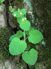 Scrophularia vernalis