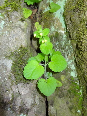 Scrophularia vernalis