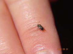 Kleidocerys truncatulus