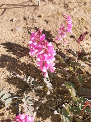 Indigofera karooica