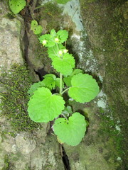 Scrophularia vernalis
