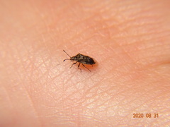 Kleidocerys truncatulus