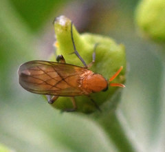 Megophthalmidia crassicornis
