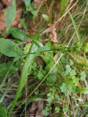 Lobelia inflata