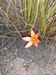Romulea setifolia setifolia