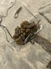 Ectocarpales