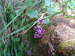 Pericallis aurita image