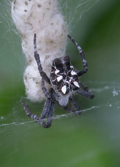 Cyrtophora citricola