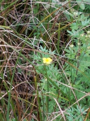 Dasiphora parvifolia