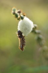 Acronicta rumicis