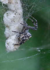 Cyrtophora citricola