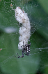 Cyrtophora citricola