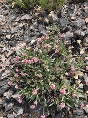 Eriogonum coloradense