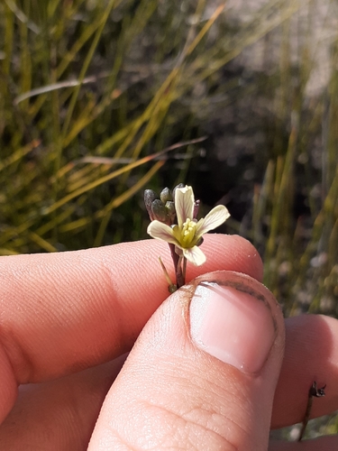 Image of Heliophila elongata by (c) Brian du Preez, some rights reserved (CC BY-SA)