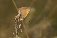 Lycaena phlaeas