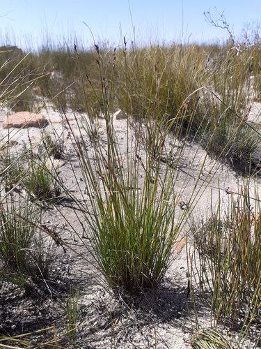 Image of Schoenus submarginalis by (c) Brian du Preez, some rights reserved (CC BY-SA)