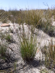 Schoenus submarginalis