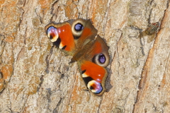 Aglais io