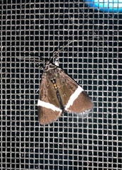 Coenotoca subaspersa