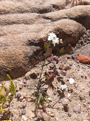 Polycarena pubescens