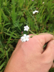 Plagiobothrys nothofulvus