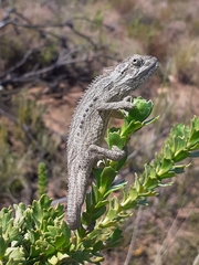 Bradypodion gutturale