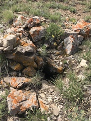Marmota flaviventris