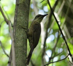 Xiphocolaptes albicollis