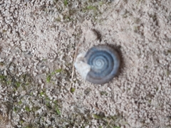 Polygyrinae