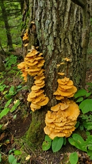 Laetiporus huroniensis