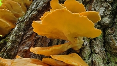 Laetiporus huroniensis