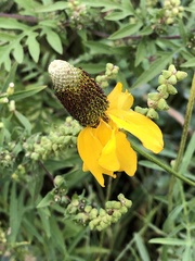 Ratibida columnifera