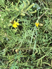 Ratibida columnifera