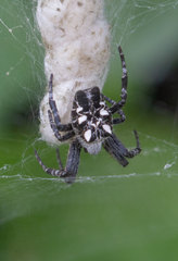 Cyrtophora citricola