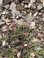 Eriogonum coloradense