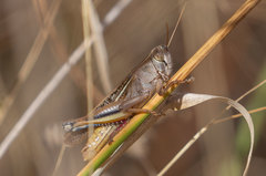 Eyprepocnemis plorans