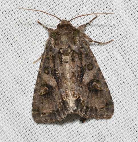 Emerald-dusted Sallow