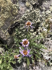 Erigeron pinnatisectus