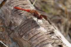 Sympetrum sanguineum