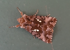 Autographa corusca