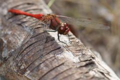 Sympetrum sanguineum