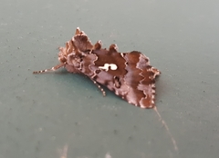 Autographa corusca