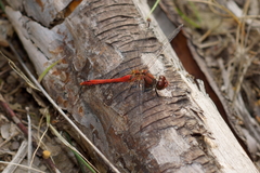 Sympetrum sanguineum