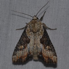 Lateroligia ophiogramma