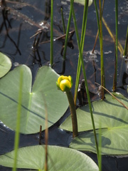 Nuphar pumila