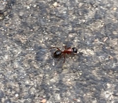Camponotus vicinus