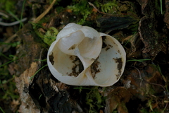 Helix pomatia