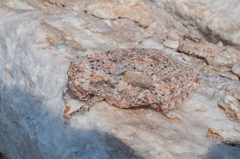 Trachypetrella anderssonii